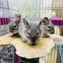 キュートボーイズ★ブルーデグーくん！