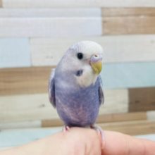 最新画像になります！！ひな餌卒業！人気のカラー セキセイインコ  ライラック