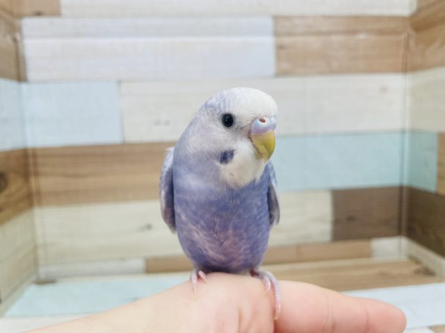 最新画像になります！！ひな餌卒業！人気のカラー セキセイインコ ライラック