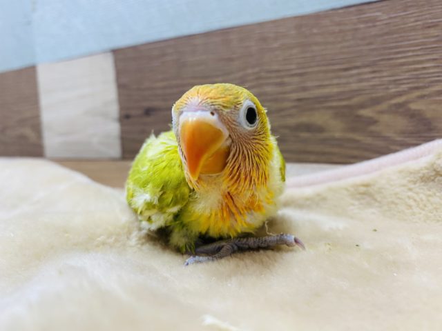 ヤマブキボタンインコ