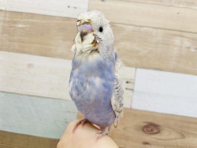 羽衣セキセイインコ