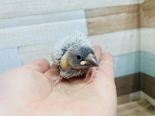 シルバー文鳥