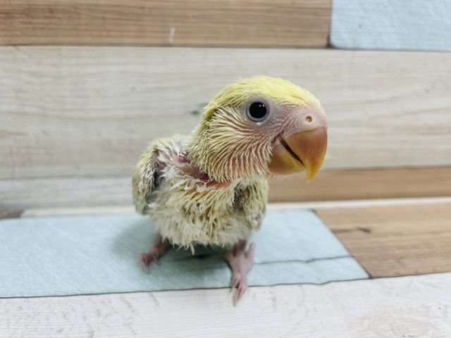 コザクラインコ（小桜インコ）