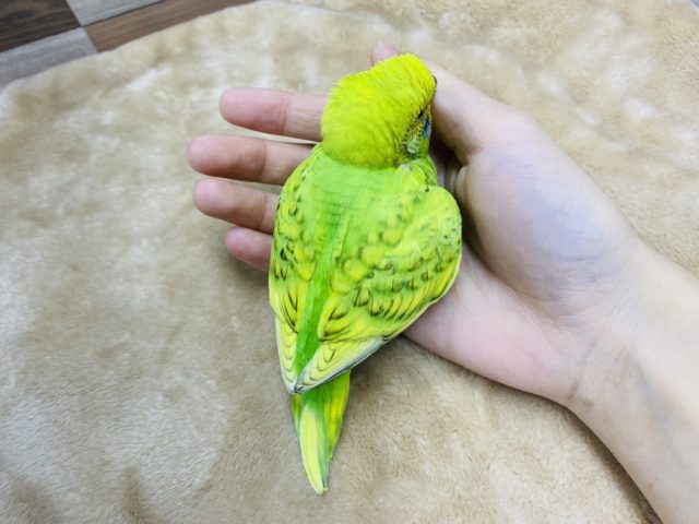 セキセイインコ