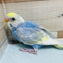 キュートにキメる！♡ セキセイインコ  パステルレインボーパイド