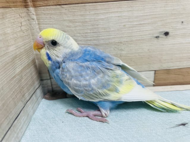 キュートにキメる！♡ セキセイインコ パステルレインボーパイド