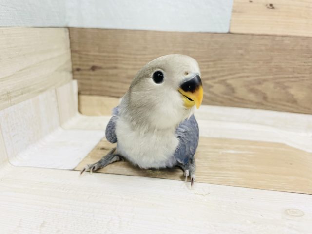 超ホヤホヤ最新画像☆可愛すぎるんですよ…コザクラインコヒナ(バイオレットオパーリン)