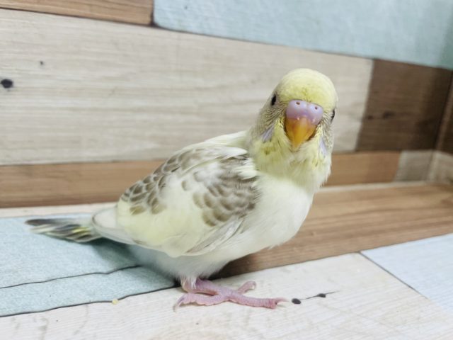 セキセイインコ