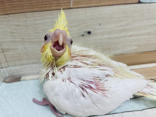 オカメインコ