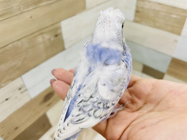 羽衣セキセイインコ