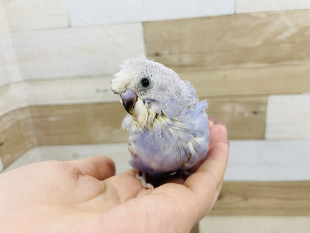 羽衣セキセイインコ