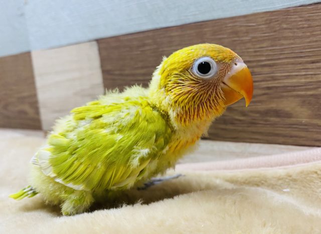 鮮やかなヤマブキボタンインコ久々にやってきました 東京からもほど近い 千葉県 神奈川県 埼玉県でボタンインコの仲間 ヤマブキボタンインコ を販売するペットショップ