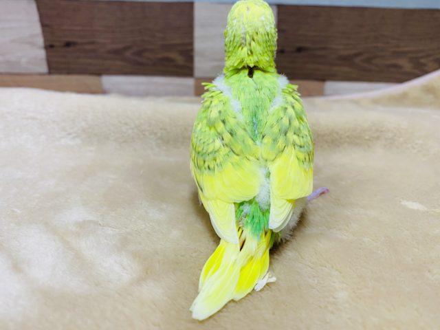 セキセイインコ