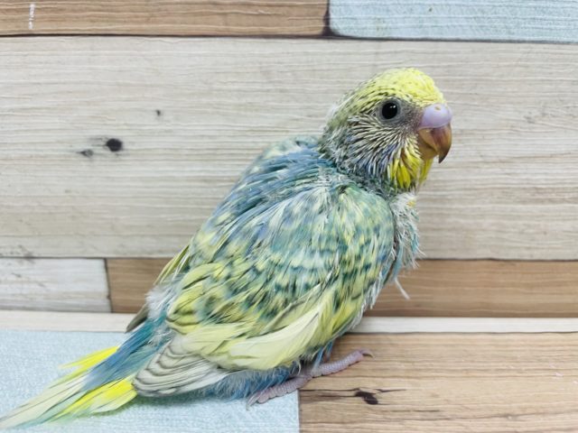 チャーミングなコ！セキセイインコ パステルレインボースパングル