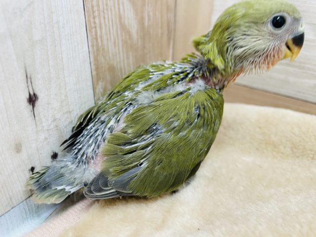 コザクラインコ（小桜インコ）