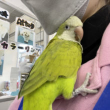 超ホヤホヤ最新画像☆人が好きな潜り系！？オキナインコのパステルグリーン