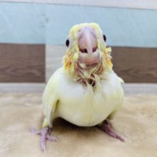 甘え上手なヒナ☆オカメインコのルチノーカラー！