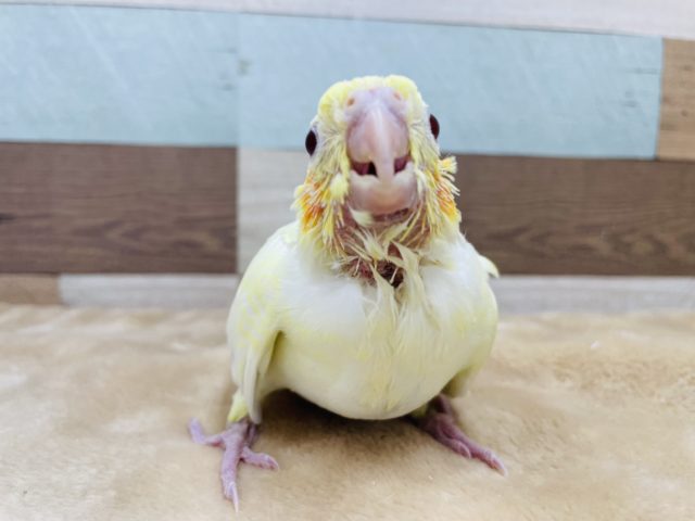 甘え上手なヒナ☆オカメインコのルチノーカラー！