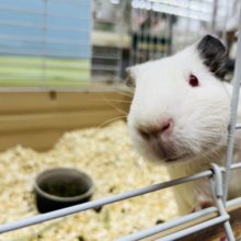 最新画像あり！！純白～☆　ｷﾚｲな赤目さん♫　陽気なイングリッシュモルモットですーー