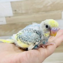 人気だよっ✨セキセイインコヒナ(パステルレインボーパイド)