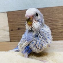 爽やかなカラーのセキセイインコスパングルいますよ〜☆