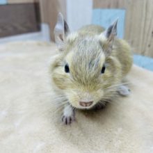 ベタ馴れの予感がする女の子☆デグーのサンドカラー！