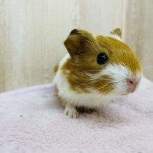 お顔の模様が特徴的☆イングリッシュモルモットの女の子