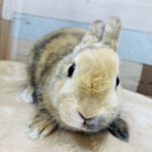 最新画像有り☆左右でお顔の雰囲気が違う女の子☆ネザーランドドワーフのトーティカラー！