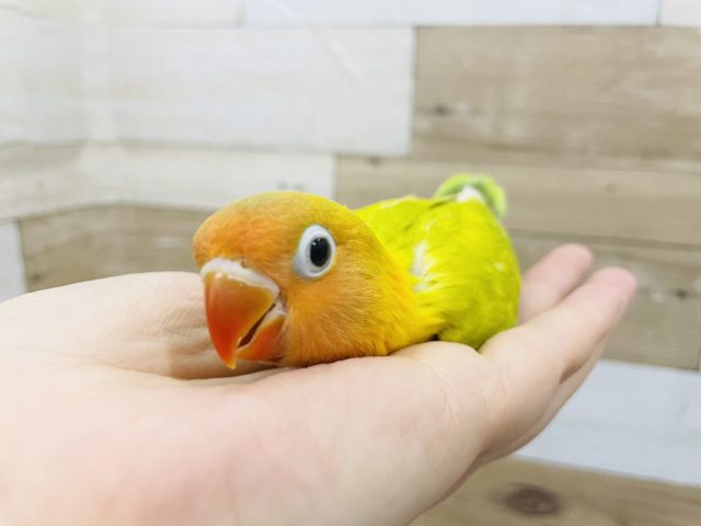 ヤマブキボタンインコ