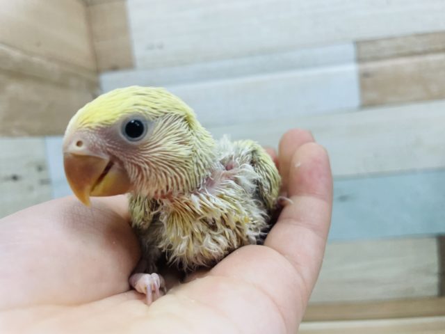 コザクラインコ（小桜インコ）