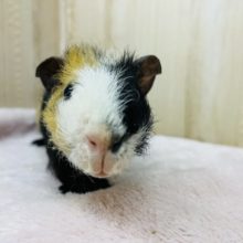 あご下が最高なんだな〜♡スキニーギニアピッグちゃん(ウェアウルフ)