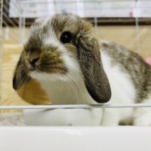 すべてが可愛い♡♡ロップイヤーラビット男の子