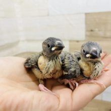 ブンブンブン〜♪桜文鳥ヒナ☆