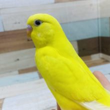 最新画像載せています！明るい黄色の鳥さん！ セキセイインコ ダブルファクター