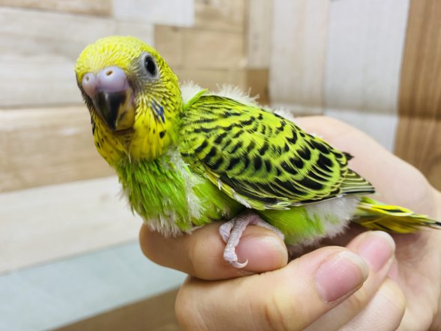 セキセイインコ