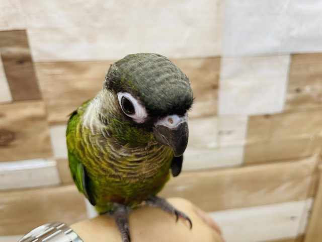 ホオミドリウロコインコ