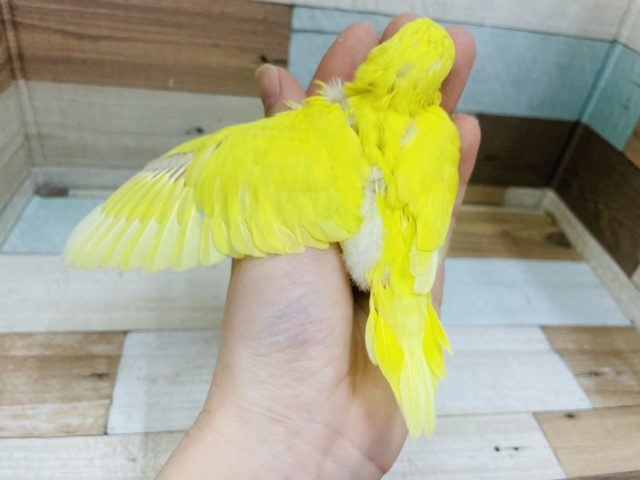 セキセイインコ