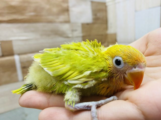 ヤマブキボタンインコ