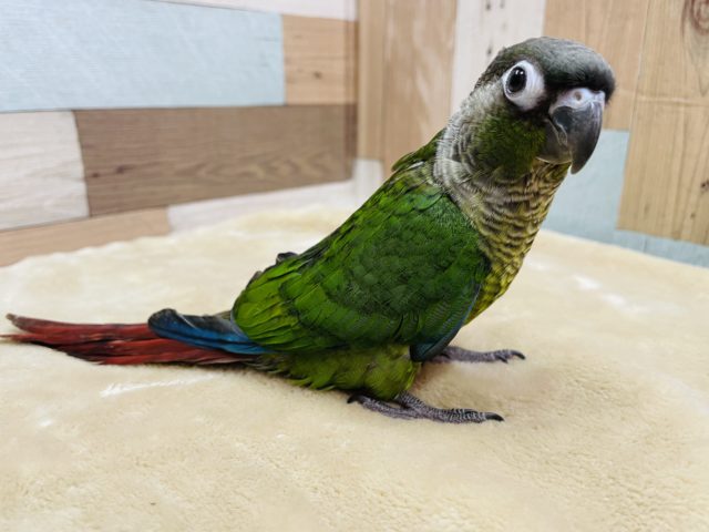 ホオミドリウロコインコ