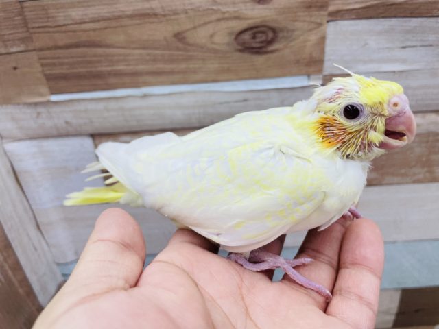 オカメインコ