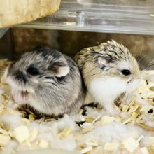 ちょこちょこ動く姿が最高にかわいい❤️ロボロフスキーハムスター(男の子)