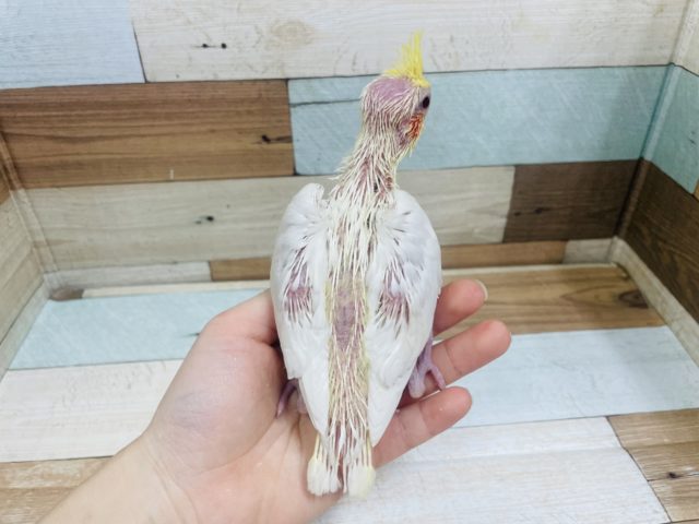 オカメインコ