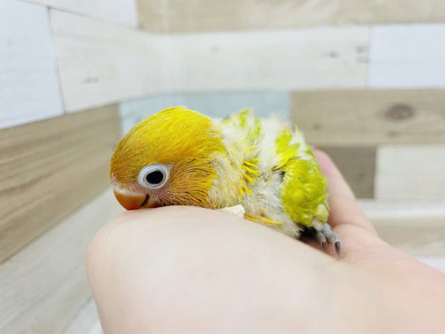 ヤマブキボタンインコ