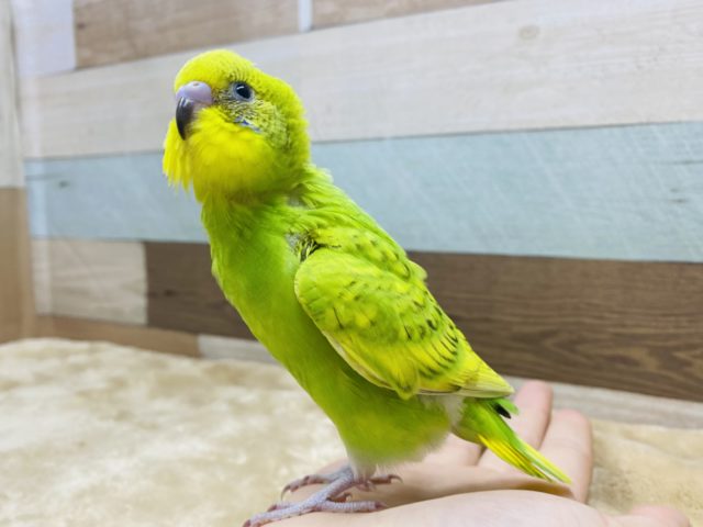 セキセイインコ