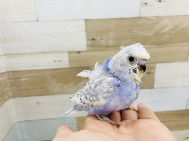 羽衣セキセイインコ