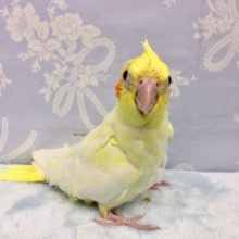 オカメインコ（ルチノー）２０２１年１１月生まれ