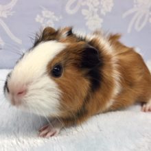 巻毛モルモット（白黒茶）男の子　２０２１年１２月生まれ