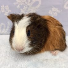 短毛モルモット（白黒茶）男の子　２０２１年１２月生まれ