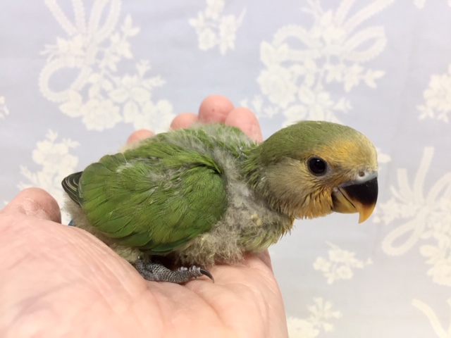 コザクラインコ（小桜インコ）