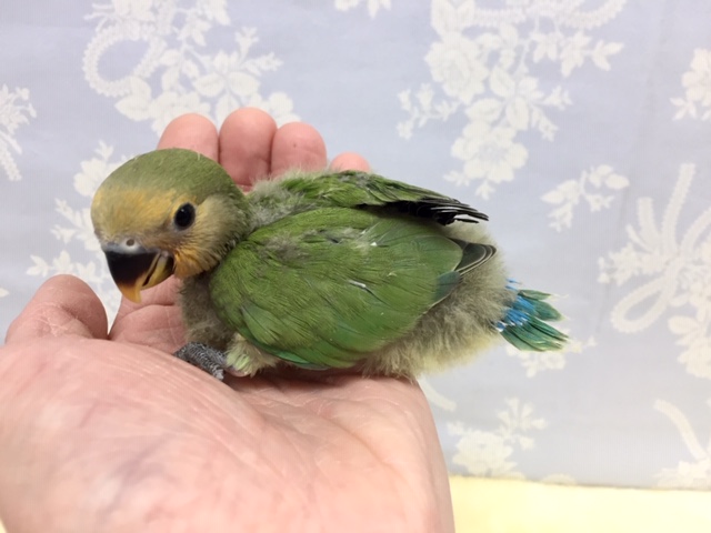 コザクラインコ（小桜インコ）